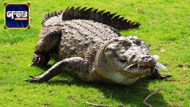 Chiêm bao cá sấu: Tấm gương phản chiếu nỗi sợ ẩn sâu bên trong