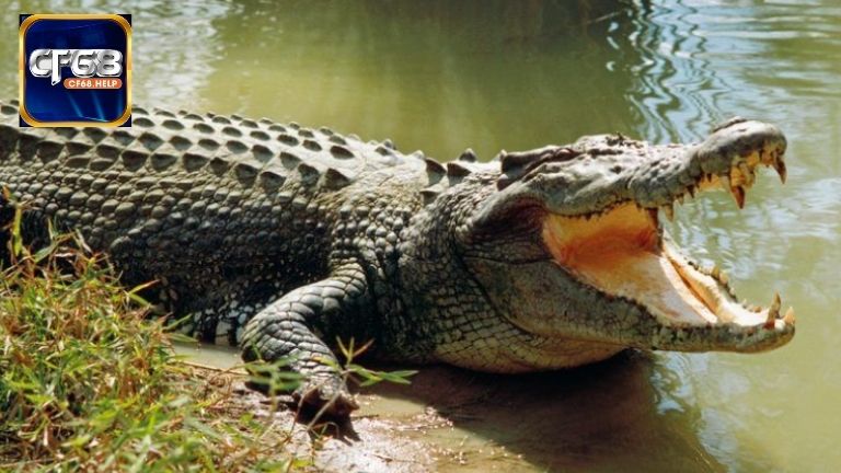 Mơ thấy cá sấu đuổi theo: Ý nghĩa bất ngờ và thông điệp ẩn giấu