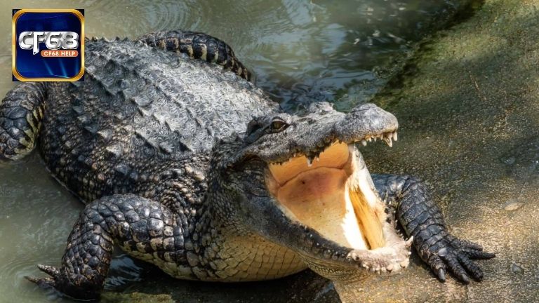 Mơ thấy cá sấu: Giải mã điềm báo và con số may mắn chuẩn xác